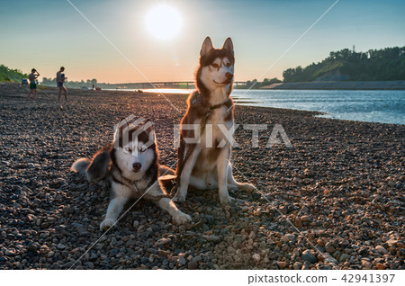 Two cute siberian husky dogs on the river shore. 42941397