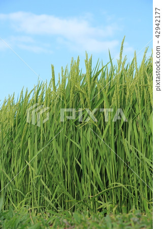 Inaho Aozora Akita Prefecture Akitakomachi August 42942177