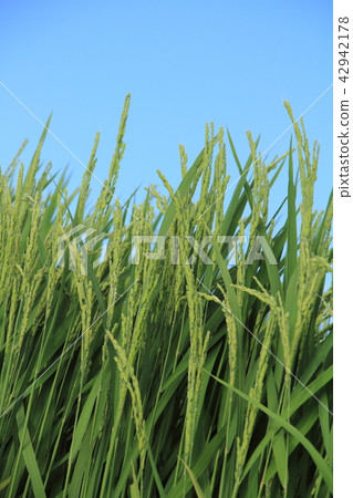 Inaho Aozora Akita Prefecture Akitakomachi August 42942178