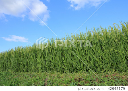 Inaho Aozora Akita Prefecture Akitakomachi August 42942179