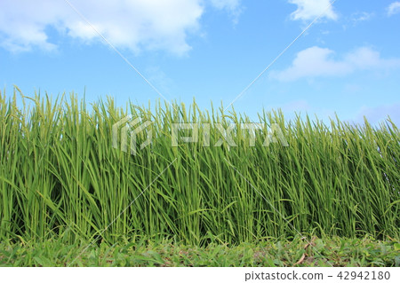 Inaho Aozora Akita Prefecture Akitakomachi August Inaho Aozora Akita Prefecture Akitakomachi August 42942180