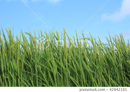 Inaho Aozora Akita Prefecture Akitakomachi August 42942181