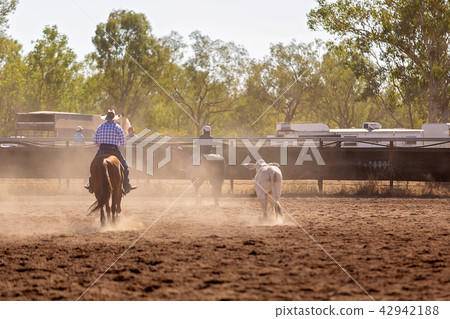 Camp Draft Event , Rounding Up Cattle  42942188