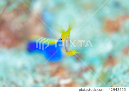 哈娜甲蟲 哈娜甲蟲 42942233