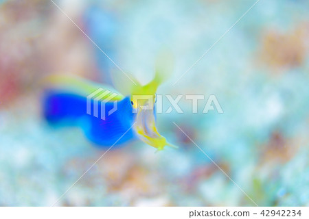 Hana beetle 42942234