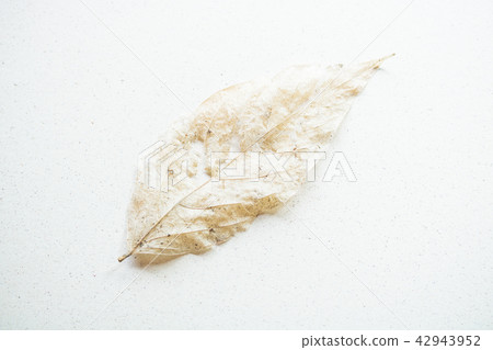 背景材料 - 在紙的死的葉子與沙子 42943952