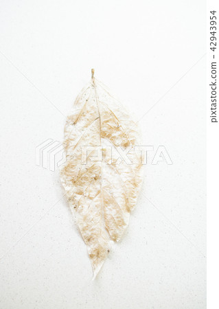 背景材料 - 在紙的死的葉子與沙子 42943954