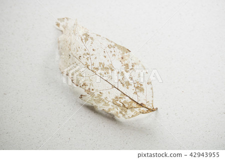 背景材料 - 在紙的死的葉子與沙子 42943955