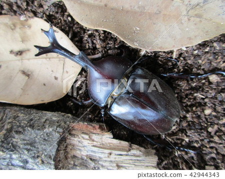 Summer vacation beetle Summer vacation beetle 42944343