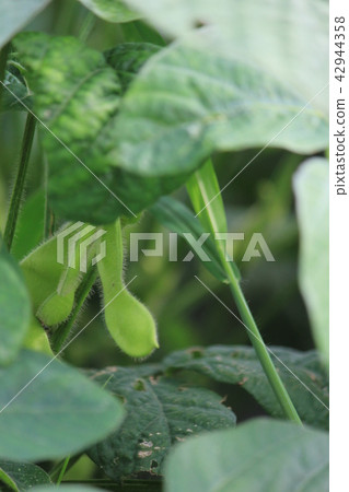 Edamame Edamame 42944358