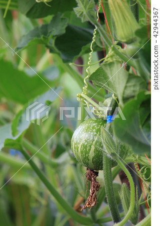 pumpkin 42944367