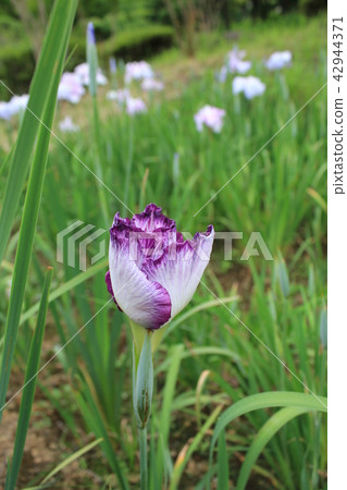 鳶尾花 鳶尾花 42944371