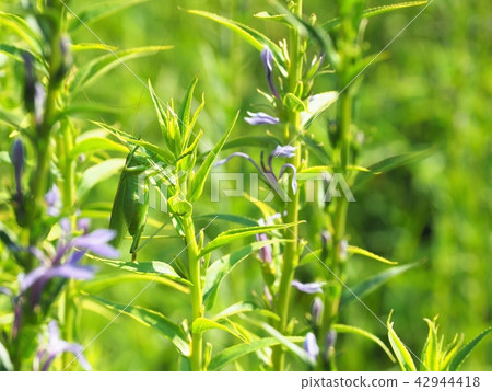 Grasshopper 42944418