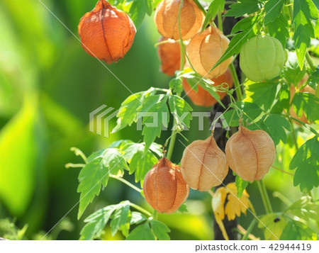 Cute fresh flying quail 42944419