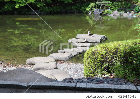 Pond duck 42944545