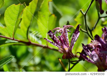 Hotetogisu盛開 42945030