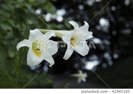 開花在峰頂的百合花 開花在峰頂的百合花 42945185