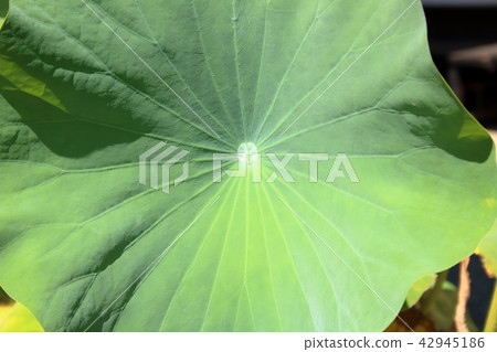 Lotus leaf Lotus leaf 42945186