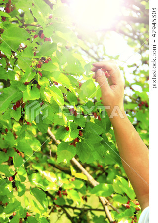 Human hand plucking ripe mulberry from tree 42945303