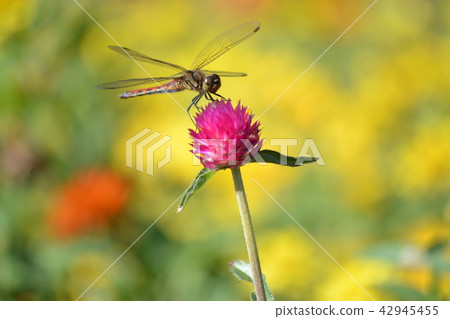 Flowers and dragonfly 42945455