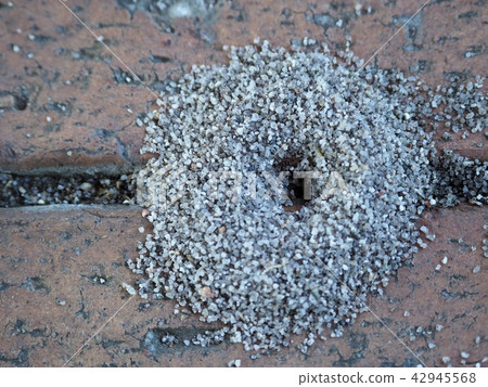 Ali's nest Ali's nest 42945568