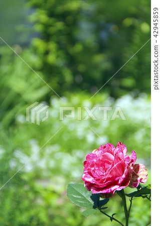 Red rose in garden on blurry green background Red rose in garden on blurry green background 42945859