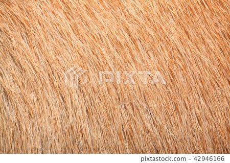 close up brown dog skin for texture close up brown dog skin for texture 42946166