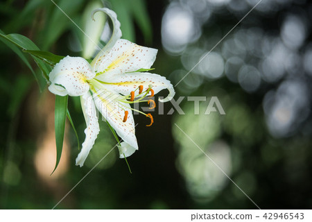  Wild lily 42946543