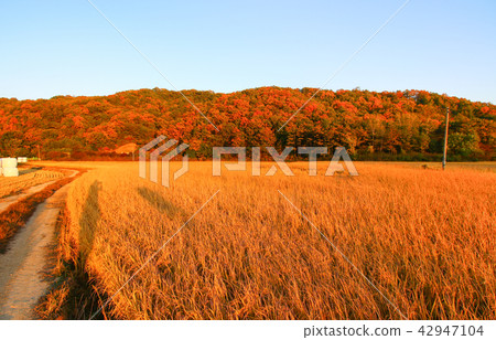 Autumn golden fields and harvest Autumn golden fields and harvest 42947104
