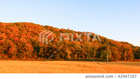 秋天金黃領域和收穫 42947107