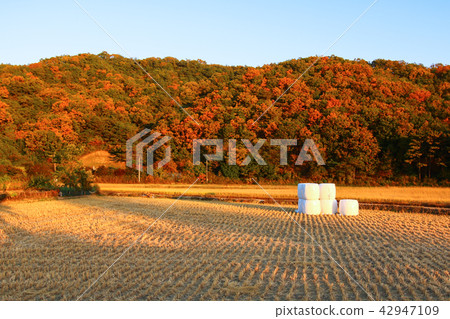 Autumn golden fields and harvest 42947109