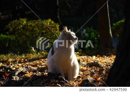 Cat in Ueno Park 42947590