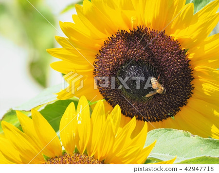 Bees and sunflowers Bees and sunflowers 42947718