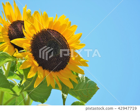 Sun Flower Sun Flower 42947719