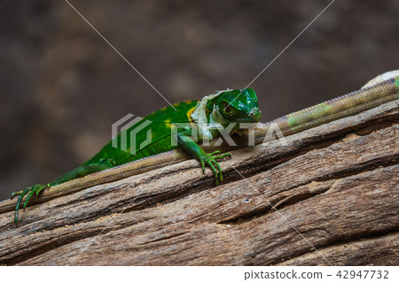 Lesser Antillean Green Iguana  42947732