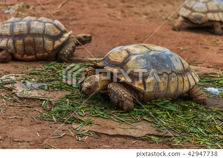 african spurred tortoise resting in garden african spurred tortoise resting in garden 42947738