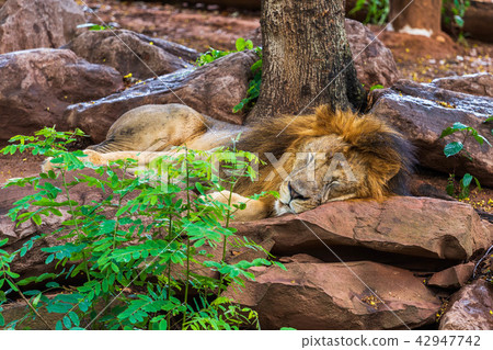 lion resting and sleeping near a tree 42947742