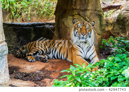 Bengal tiger resting in the forrest 42947743