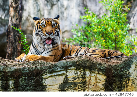 Bengal tiger resting in the forrest 42947746