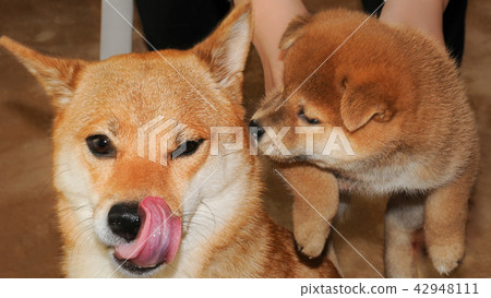 Shiba Inu的父母子女 42948111