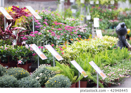 Flowers Flowers 42948445