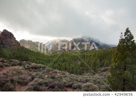 mountains and forest landscape on Canary Islands 42949656