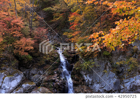 栃木縣日光市流（11月）栗山 42950725