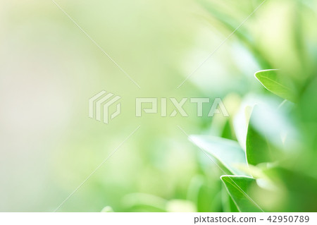 The background image is blurry green leaves  42950789