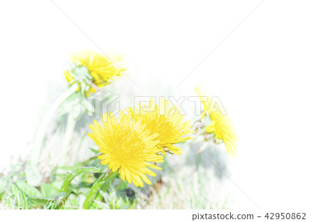 Dandelion Dandelion 42950862