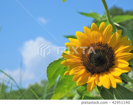 sunflower	 42951140