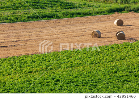 Wheat field wheat roll of Kamifurano Wheat field wheat roll of Kamifurano 42951460
