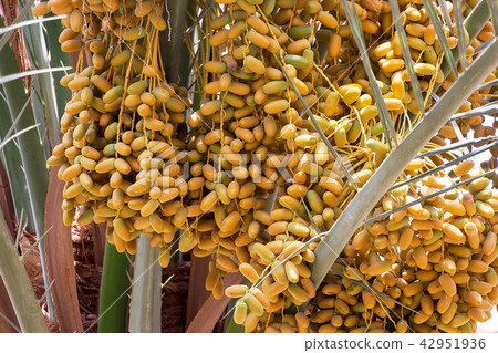 Closeup ripe dates growing branch palm tree. 42951936