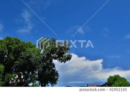 Midsummer sky, white clouds and green trees 42952193