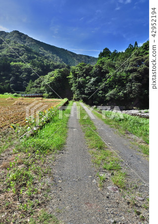 Summer country road in Japan Summer country road in Japan 42952194